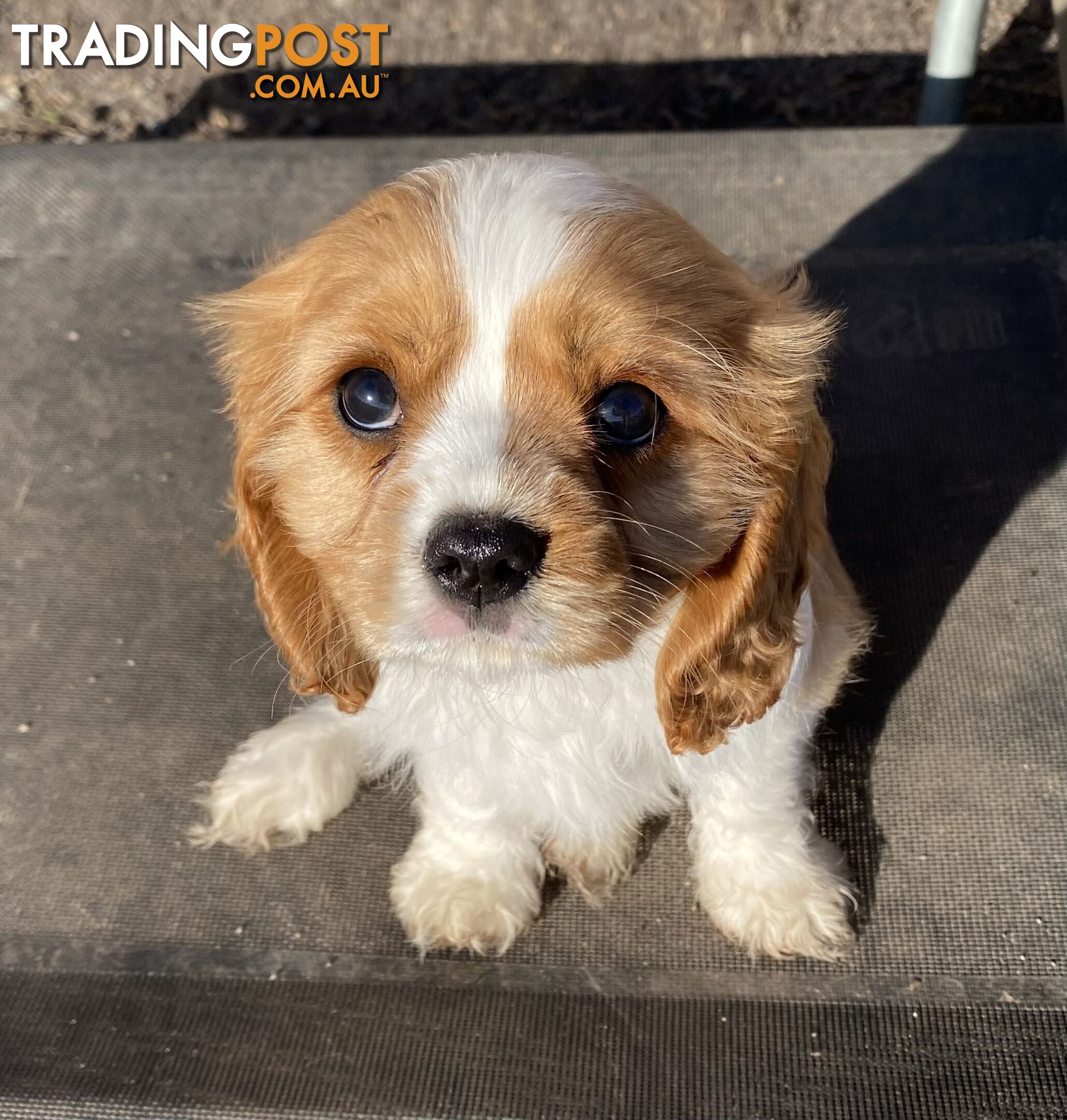 Beautiful Pedigree Cavalier King Charles Spaniel Puppy