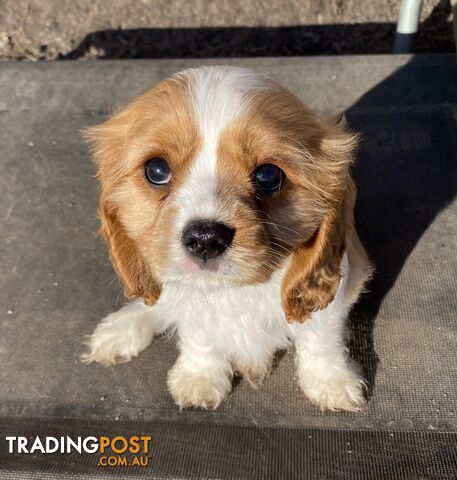 Beautiful Pedigree Cavalier King Charles Spaniel Puppy