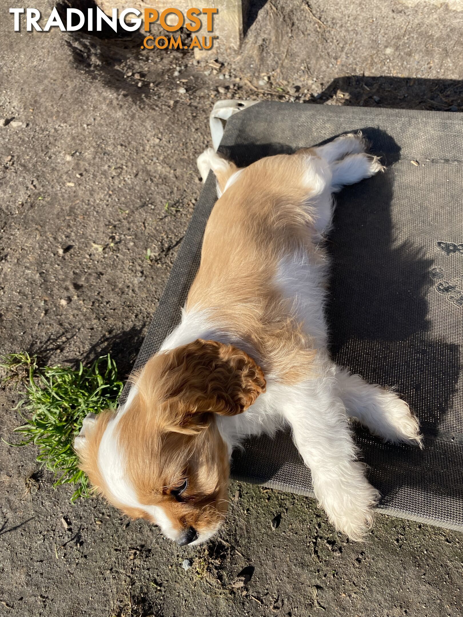 Beautiful Pedigree Cavalier King Charles Spaniel Puppy