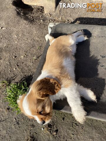 Beautiful Pedigree Cavalier King Charles Spaniel Puppy