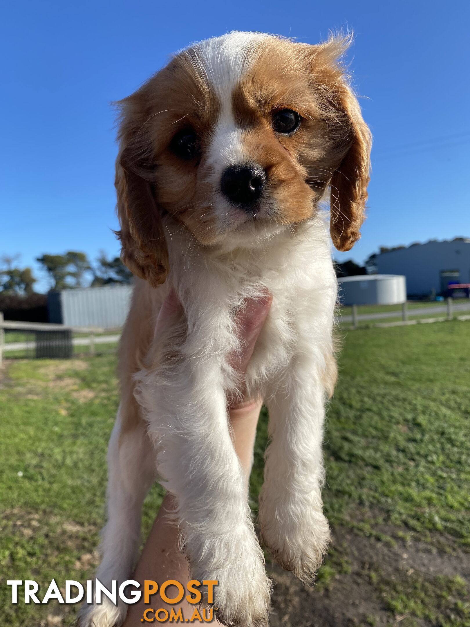 Beautiful Pedigree Cavalier King Charles Spaniel Puppy