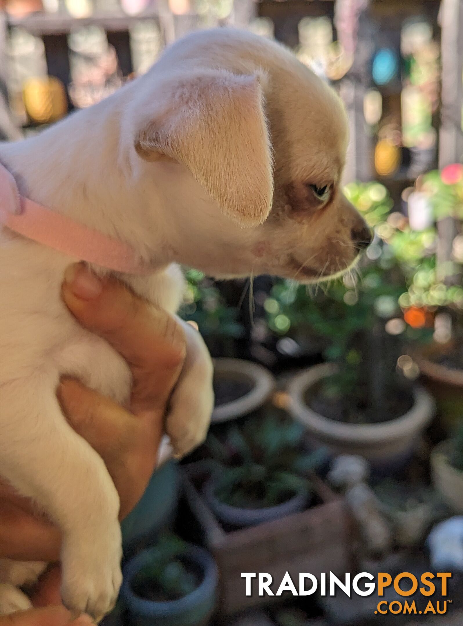 Pure bred Chihuahuas