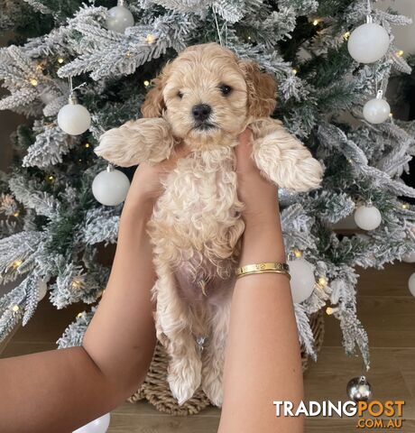 1x Male Toy Cavoodle left