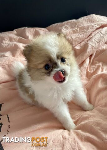 Purebred Pomeranian puppies for loving home