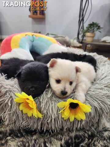 Pure bred Pomeranian spitz puppies