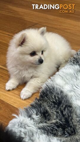 Pomeranian puppies