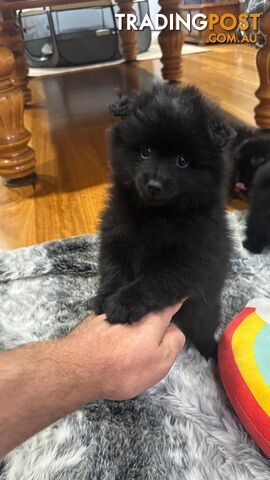 Pomeranian puppies