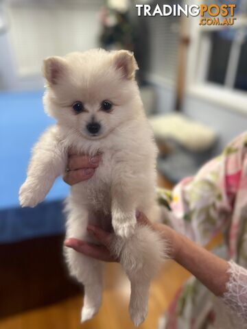 Pomeranian puppies beautiful balls of fluff,loving homes needed 2girls,3boys