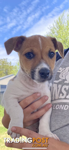 Pure Jack Russell puppies