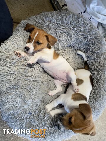 Pure Jack Russell puppies