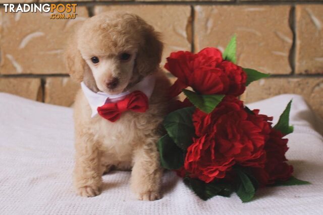 Toy poodle