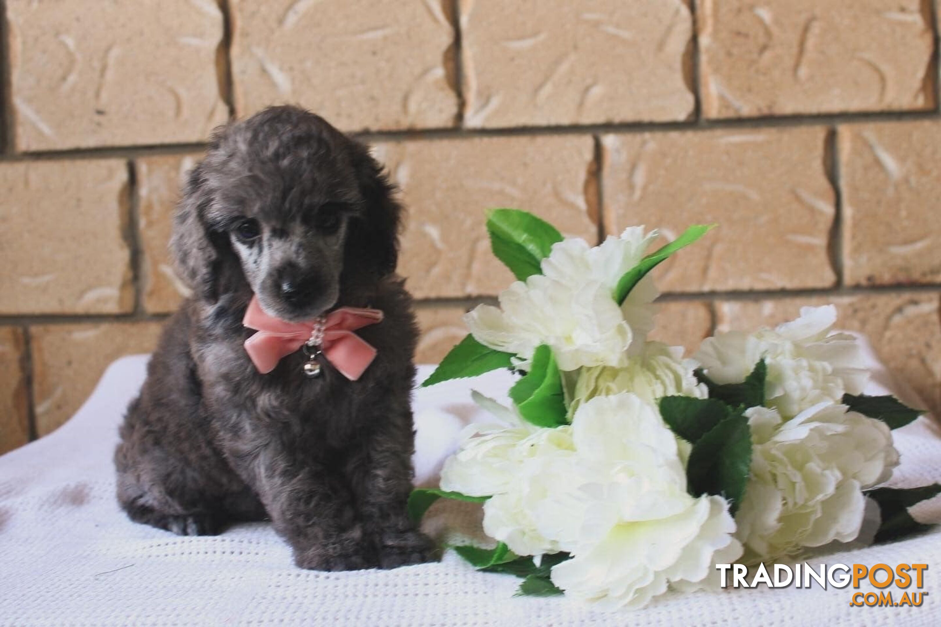 Toy poodle