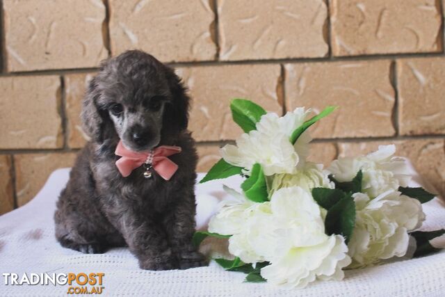 Toy poodle