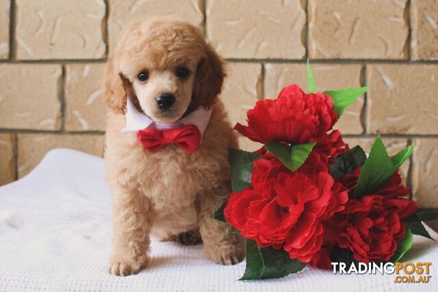 Toy poodle