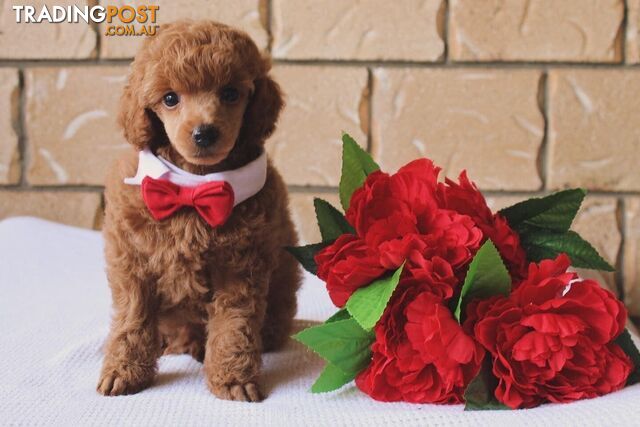 Toy poodle