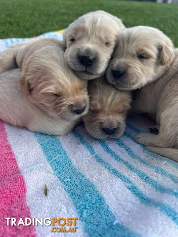 Pure breed Golden Retrievers