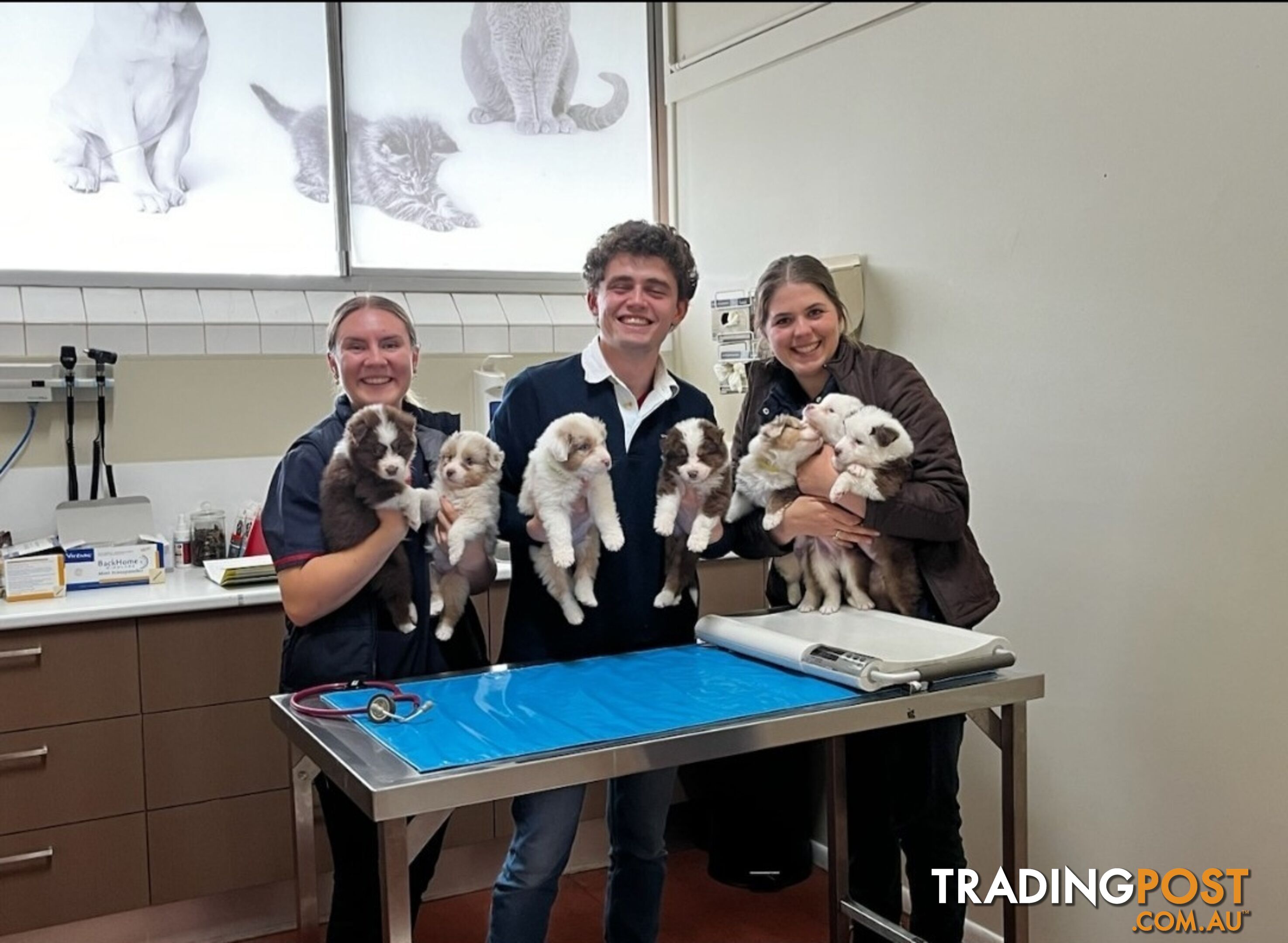 5 Pure Australian Shepherd puppies - REDAY NEXT WEEK!