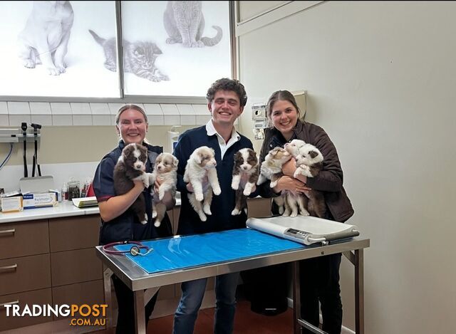 5 Pure Australian Shepherd puppies - REDAY NEXT WEEK!