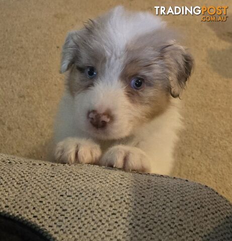 5 Pure Australian Shepherd puppies - 9 weeks old - READY NOW!