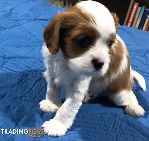 Female Blenheim Cavoodle puppy