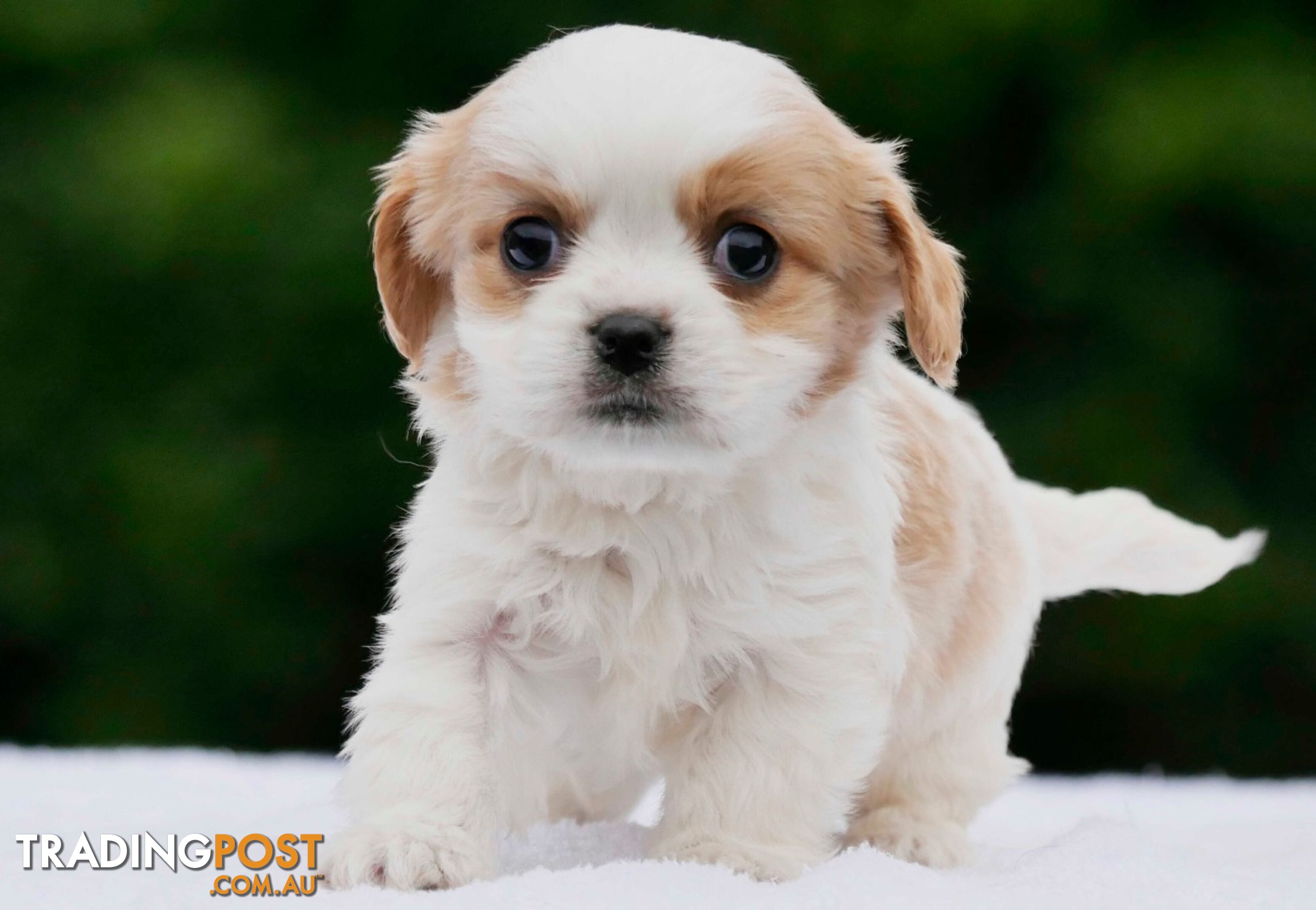 Maltalier (Maltese X Cavalier King Charles Spaniel) Puppies