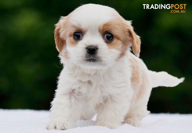 Maltalier (Maltese X Cavalier King Charles Spaniel) Puppies