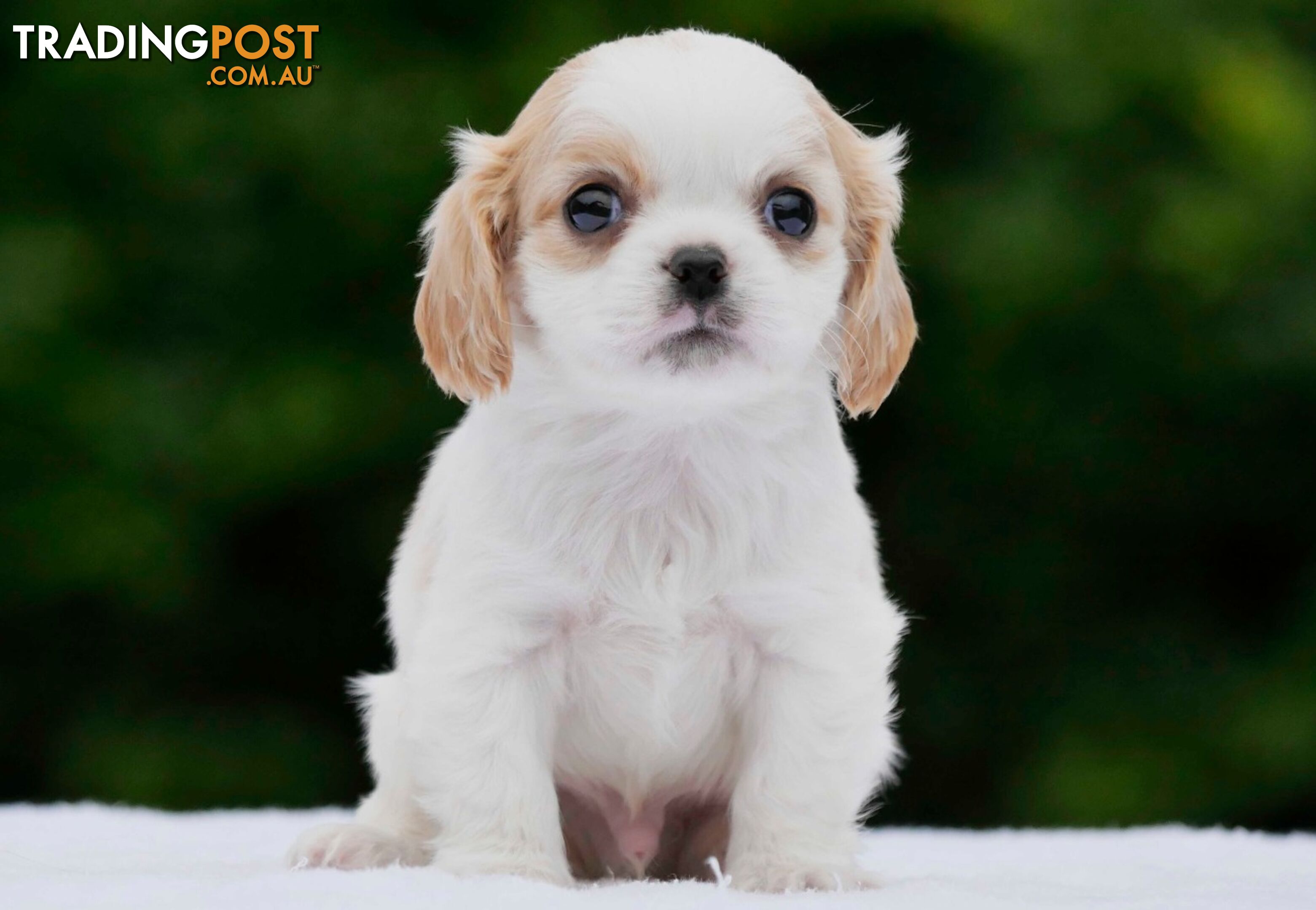 Maltalier (Maltese X Cavalier King Charles Spaniel) Puppies