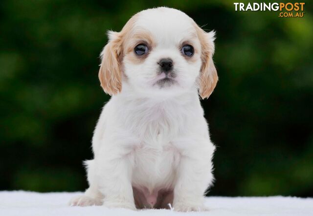 Maltalier (Maltese X Cavalier King Charles Spaniel) Puppies