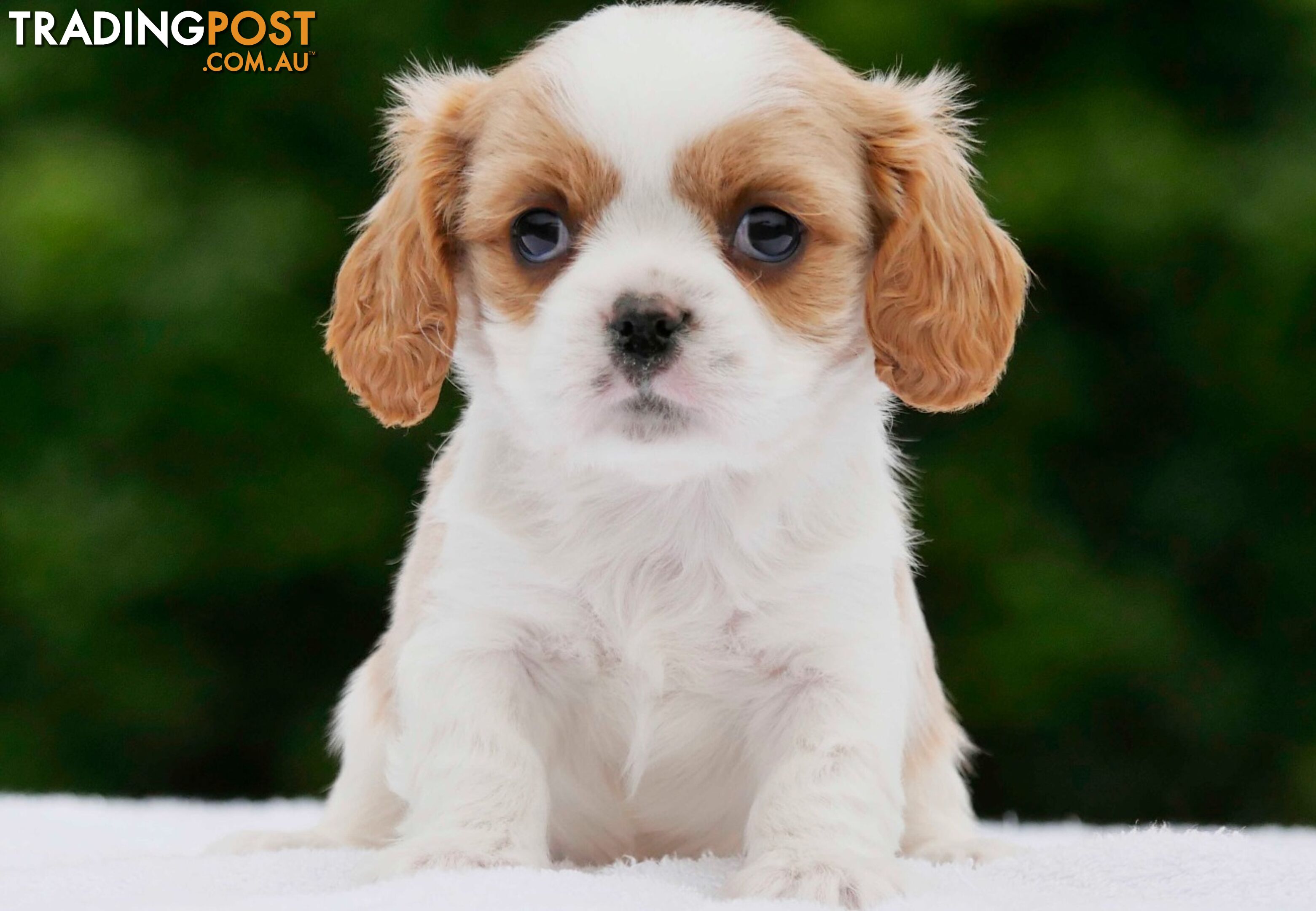 Maltalier (Maltese X Cavalier King Charles Spaniel) Puppies