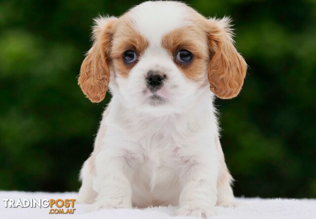 Maltalier (Maltese X Cavalier King Charles Spaniel) Puppies