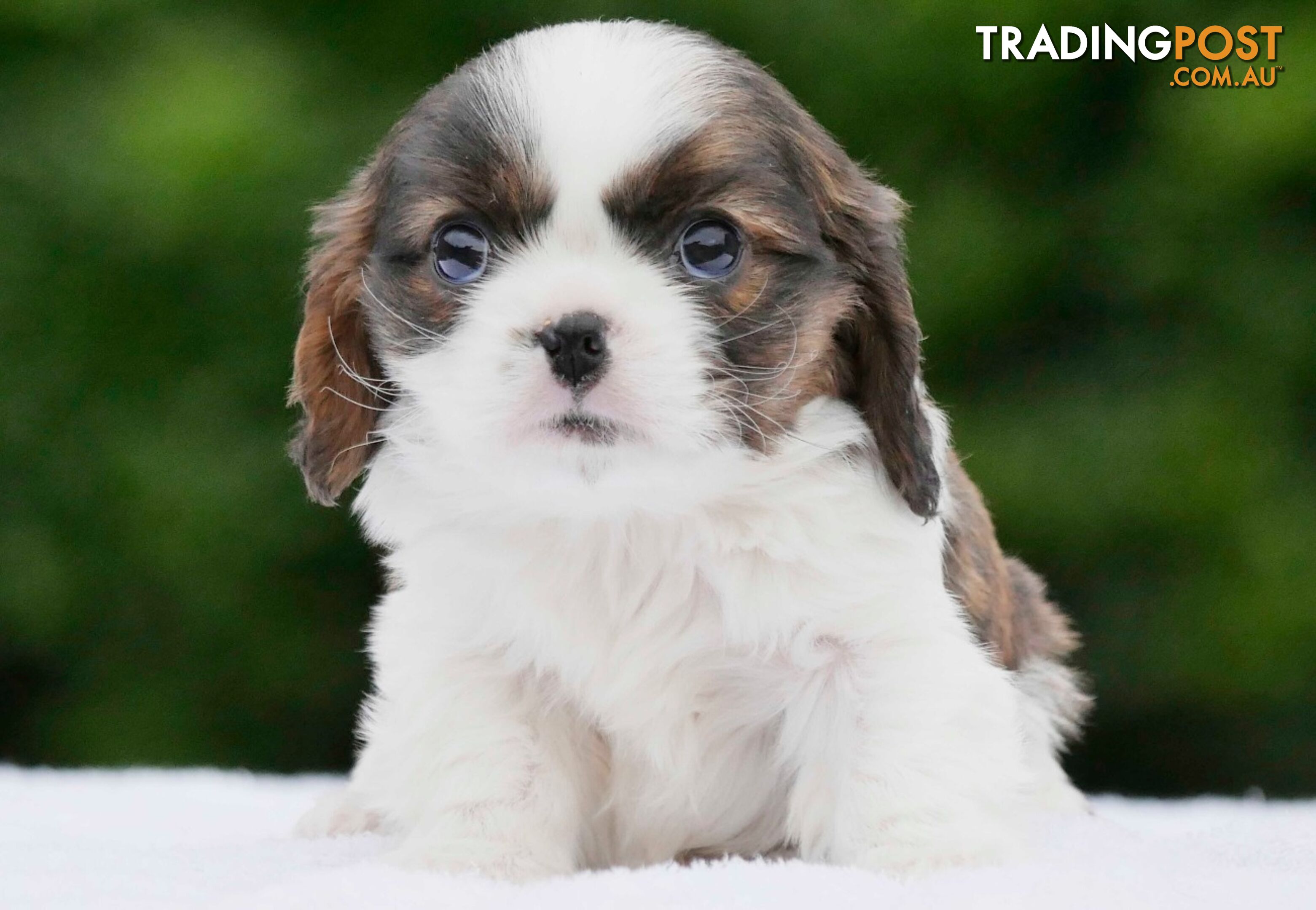 Maltalier (Maltese X Cavalier King Charles Spaniel) Puppies