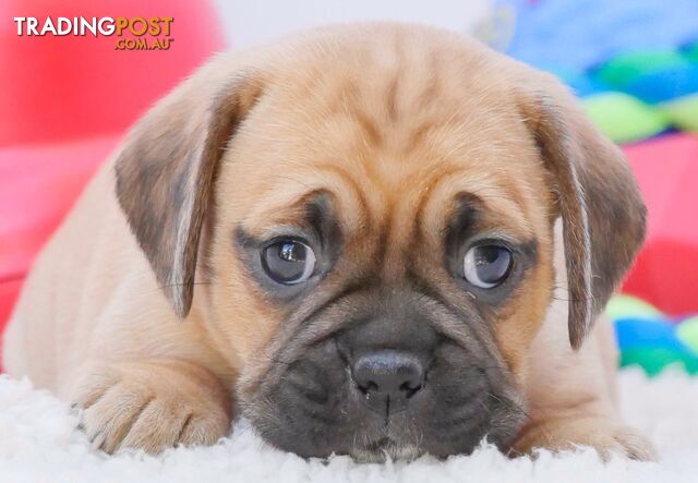 Puggle (Pug X Beagle) PUPPIES