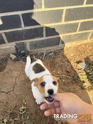 2 female Jack Russell pups