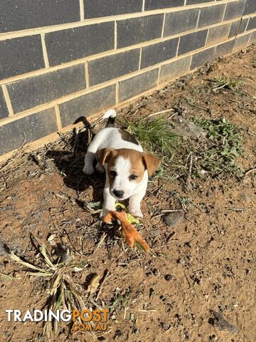 1 female Jack Russell pups left