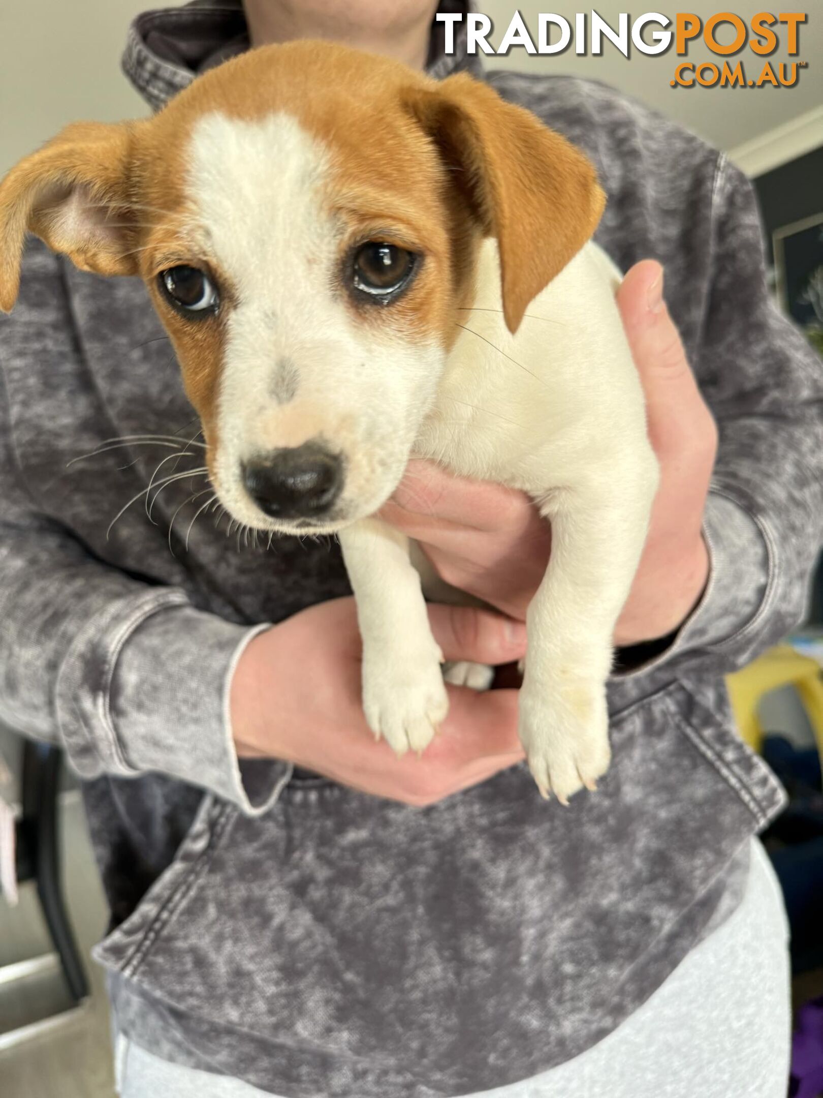 1 female Jack Russell pups left