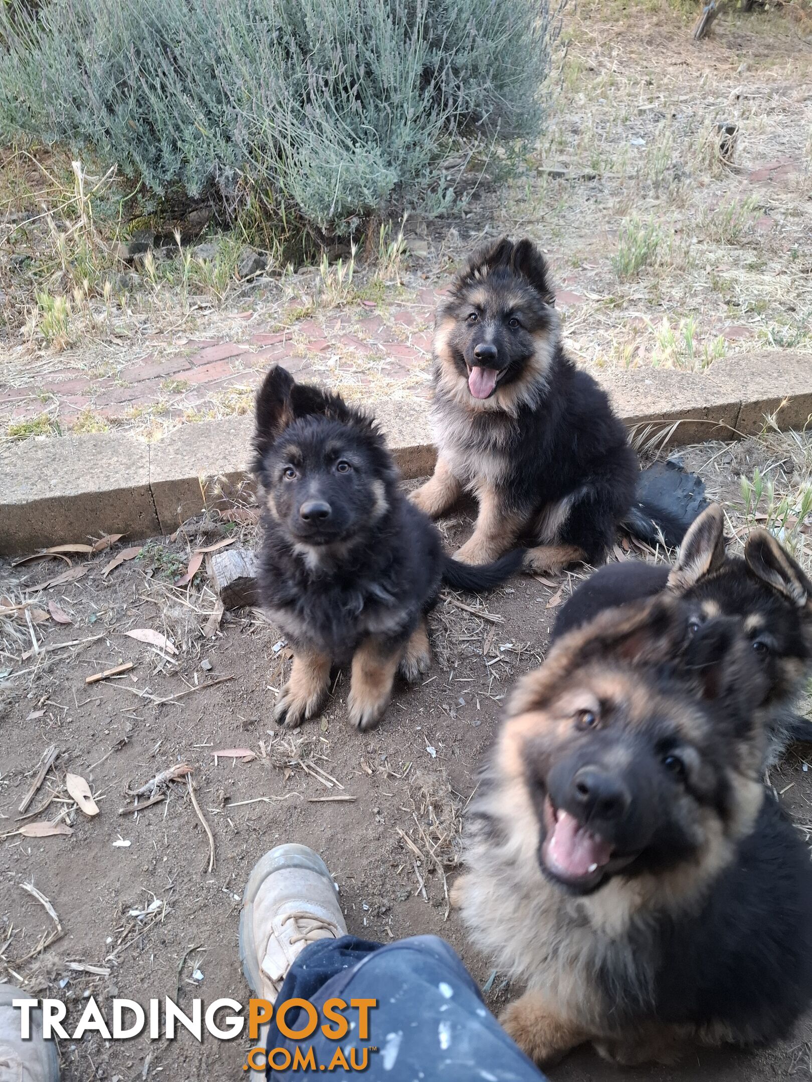 German shepherds