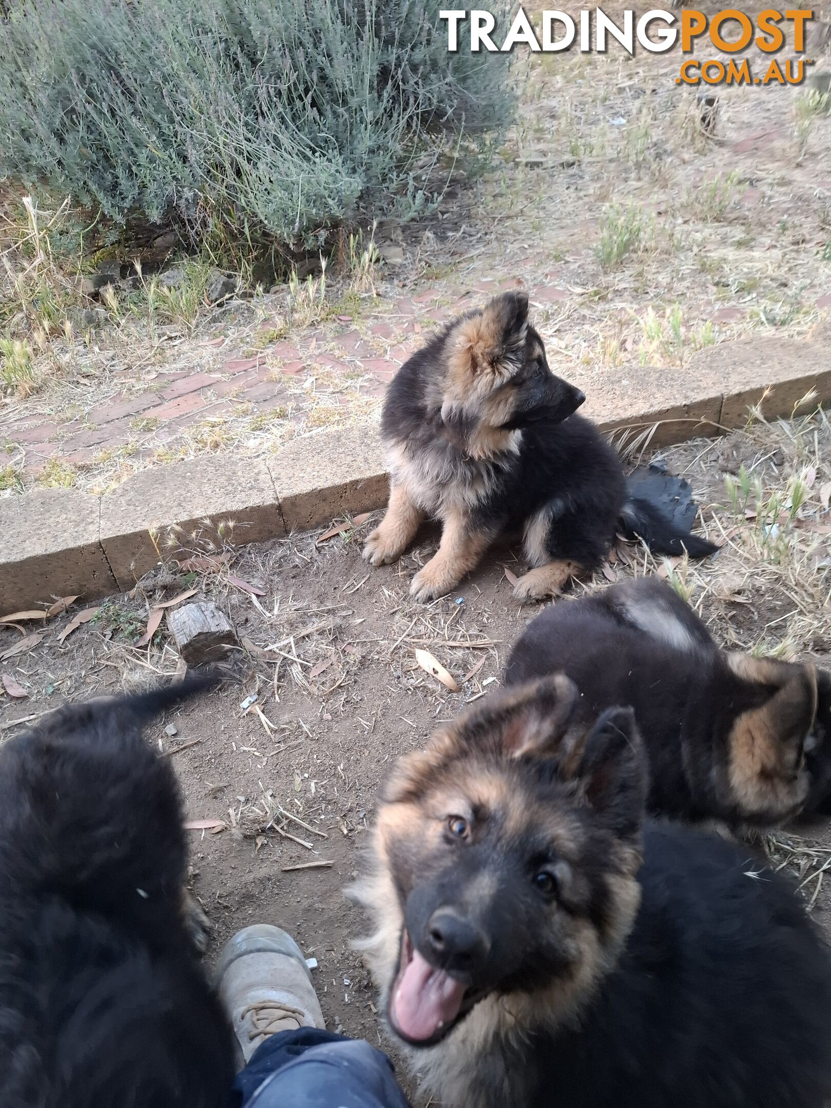 German shepherds