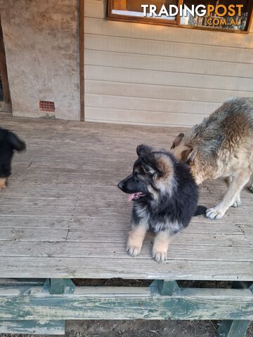 German shepherds