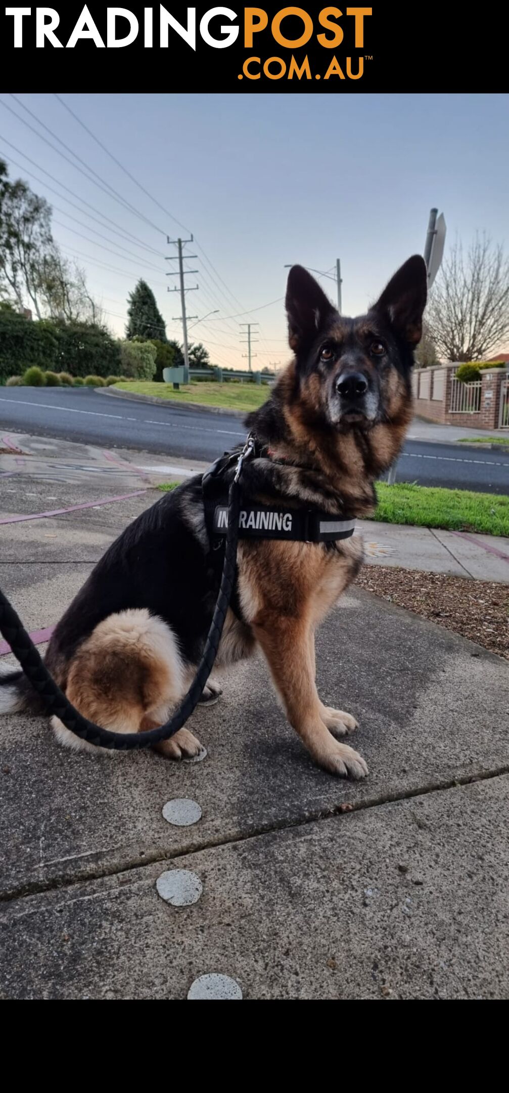 female Germanshepherd looking for a new home