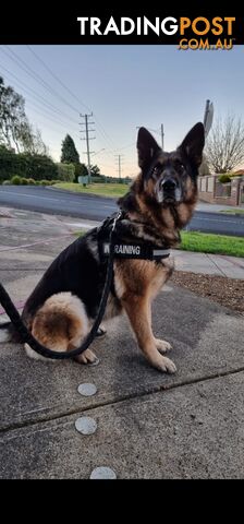 female Germanshepherd looking for a new home