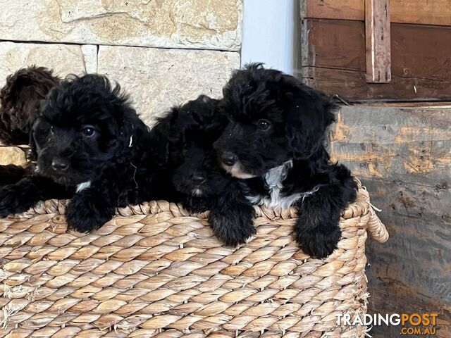 Beautiful Bordoodle babies now ready for their furever homes.