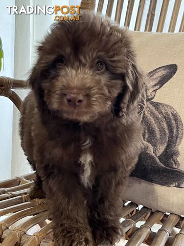 Beautiful Bordoodle babies now ready for their furever homes.