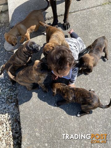 Cane corso x