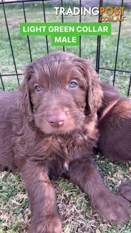 Adorable Groodle Puppies for sale