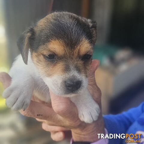 Jack Russell puppies