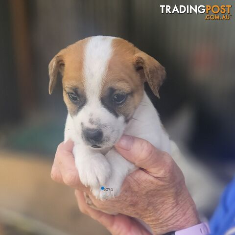 Jack Russell puppies