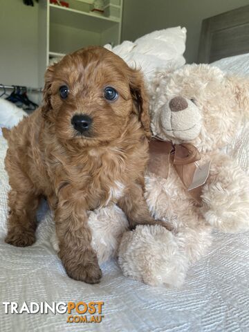 Cavoodle puppies