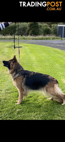 Purebred German Shepherd LSC