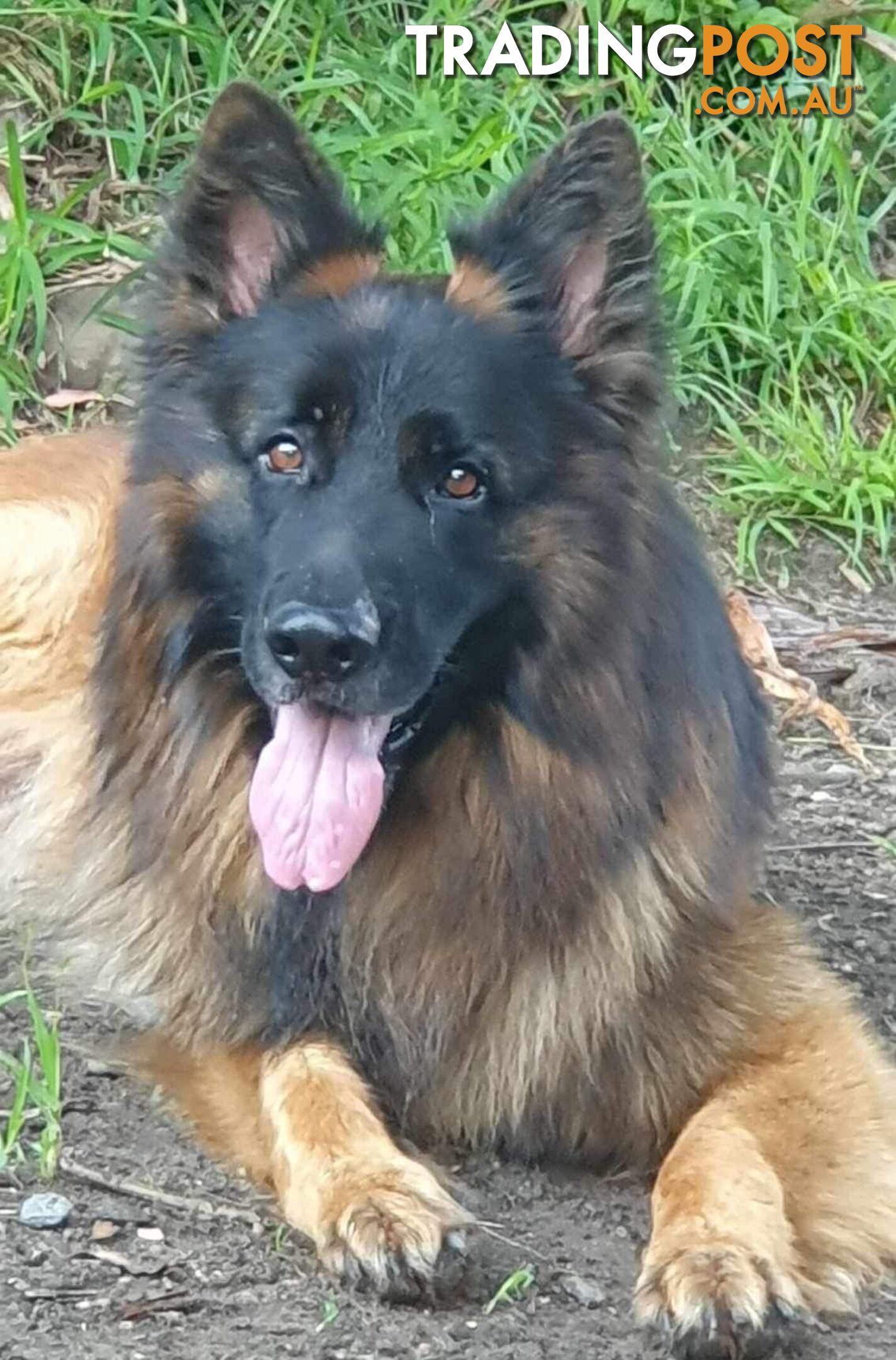 Purebred German Shepherd LSC