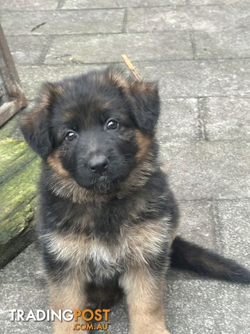 Purebred German Shepherd LSC